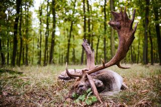 🇺🇸 FALLOW DEER HUNT IN SLOVAKIA A total of 8 fallow deer harvested – including 5× gold, 1× silver and 2× bronze medals....