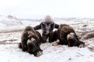 🇺🇸 Hunting musk ox in Greenland – an Arctic adventure like no other. Endless snowfields, freezing winds and the raw power...